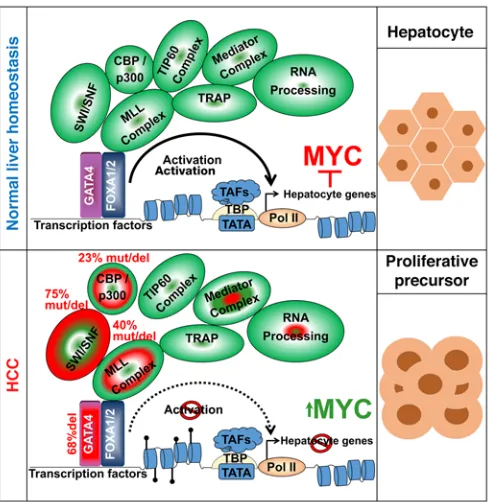Figure 9. The model: several genetic alterations in HCC impair master transcription factor–mediated (GATA4) chromatin remodeling/transac-tive repression that is facilitated by the inherently closed chromatin state tivation to suppress precursor-to-epitheli