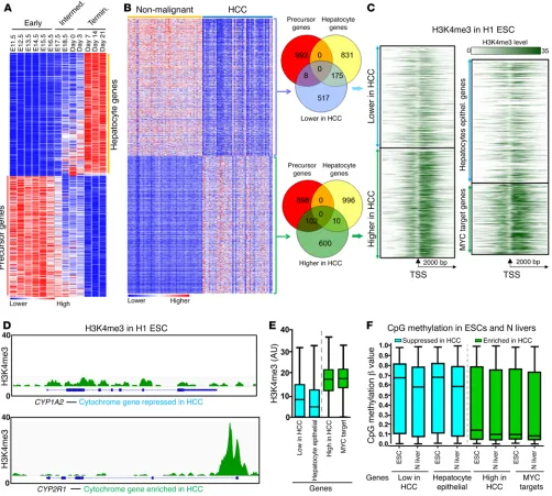 Figure 4. A baseline difference in chromatin at precursor/proliferation genes with high versus hepatocyte epithelial-differentiation genes with low expression in HCC.kers)