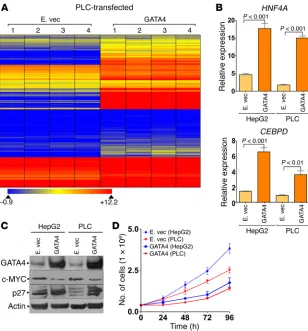 Figure 5. GATA4 activated hundreds of hepato-cyte differentiation genes, antagonized MYC, and decreased proliferation