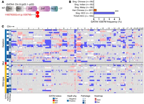 Figure 6. Atypical HCC containing a rare germline GATA4 mutation. (A) GATA4 germline missense mutation (V267M) found in 2 of 51 patients (4%)