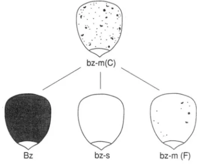 FIGURE 1 coarsely  spotted: .-Phenotypes of bz-mZ(Ac) and its derivatives. bz-m(C). Bz, purple; bz-s, stable  bronze; bz-m(F), finely spotted