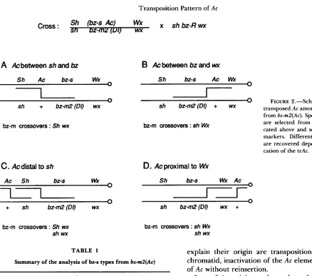 TABLE 1 explain their  origin chromatid, inactivation of the 