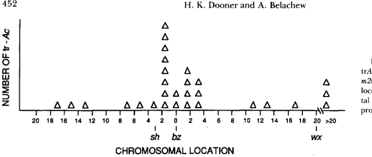 FIGURE tal proximal to rn2(Ac). The position of  the + locus trAcs among 4.-Distribution of  linked br-s selections from bz- donor br is indicated  as 0
