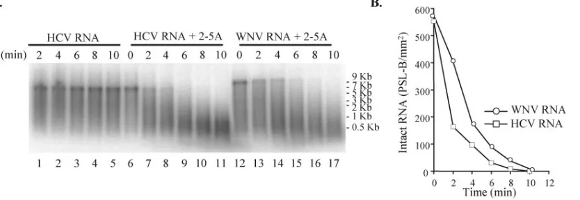 FIG. 5. Cleavage of HCV and WNV RNAs by puriﬁed recombinant RNase L. (A) incubated for 0 to 10 min in reaction mixtures containing puriﬁed human RNase L (10 nM)