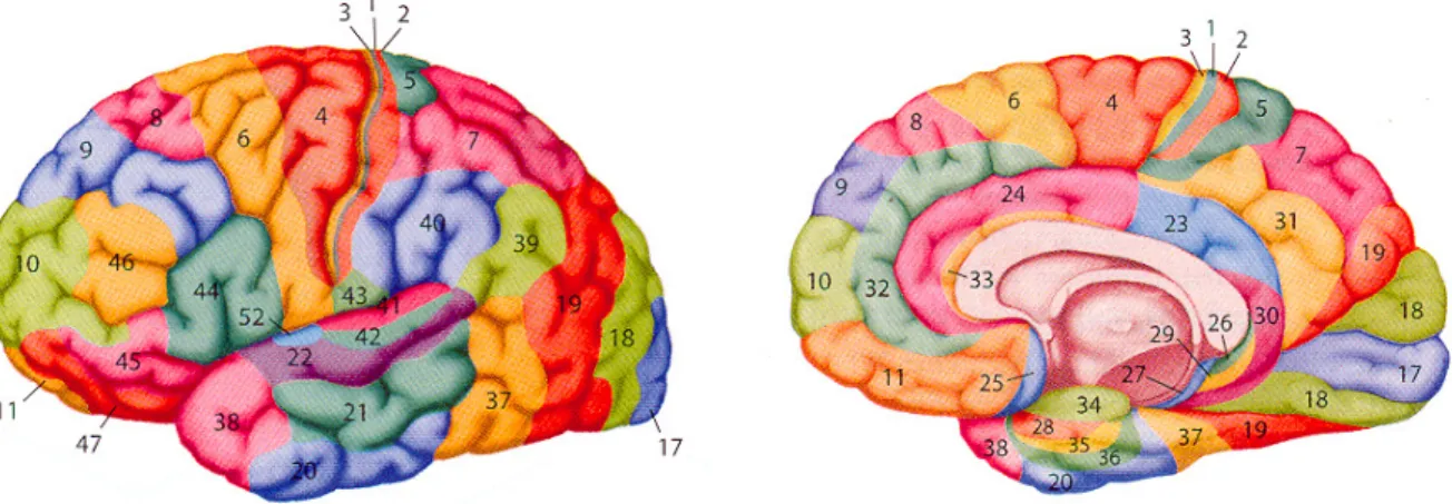 Fig 2: Broadman Areas of the human brain 