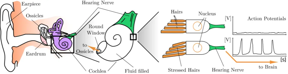 Figure 2. The function of a healthy human auditory system. An arriving sound wave travels from the earpiece (pinna) though the which releases an action potential through the hearing nerve to the brain