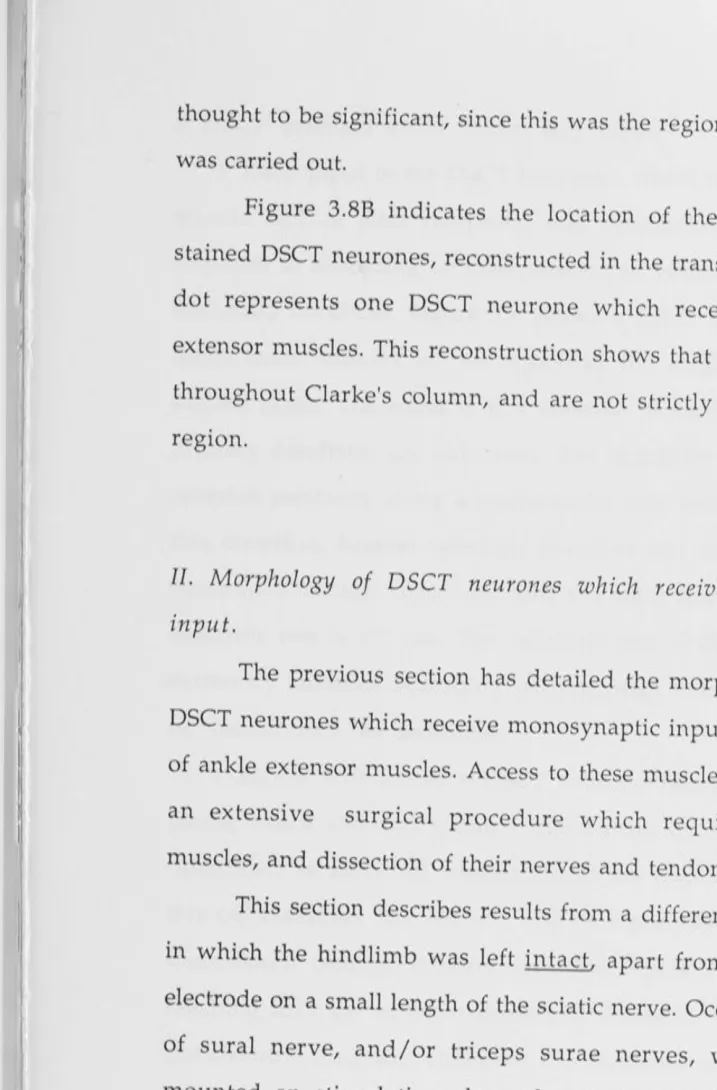 Figure 3.8B indicates the location of the cell bodies of 12 well 