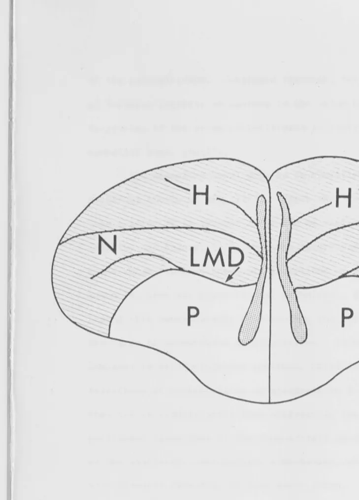 Figure 5. Schematic representation of coronal section of chick forebrain. 