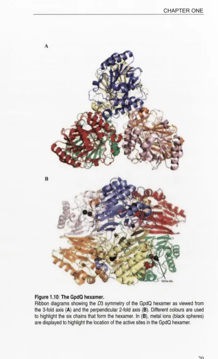 Figure 1.10: The GpdQ hexamer.