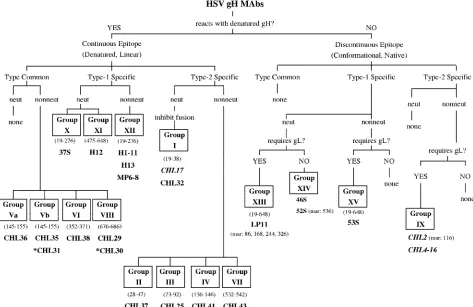 FIG. 10. Diagram of HSV gH MAbs published to date (3, 14, 18, 19, 30, 32, 35). MAbs written in italics inhibit cell-cell spread
