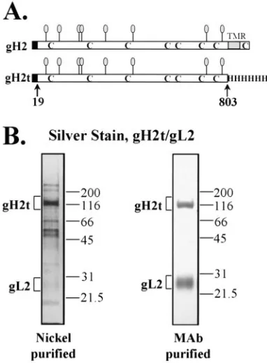 FIG. 1. (A) A truncated form of gH2 (gH2t) in complex with gL2was used as the immunogen to generate CHL MAbs