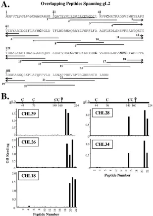 FIG. 3. (A) Schematic representation of gL2 peptides. Each peptide is depicted by a black line under its corresponding amino acid sequence.The peptide number is shown to the left of each line