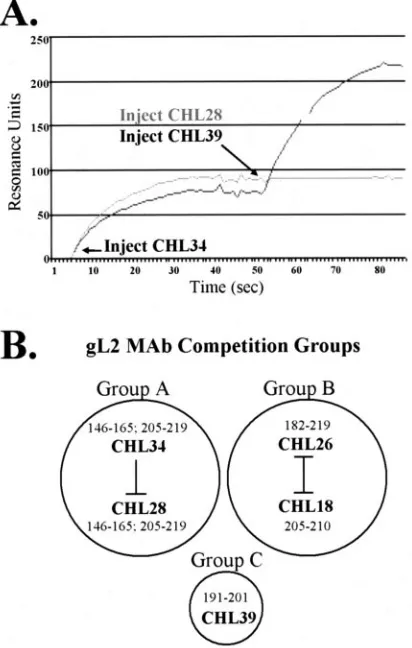 TABLE 2. Sequence comparison of noncontiguous peptides bound by a single MAb
