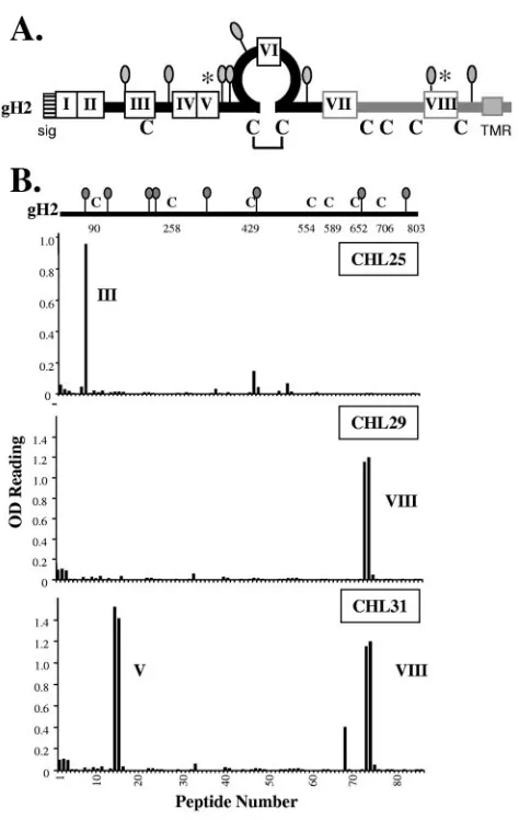 FIG. 5. gH2 has eight antigenic sites across its ectodomain.(A) Schematic of gH2 highlighting its antigenic regions