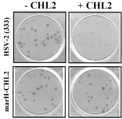 FIG. 9. Generation of marH-CHL2 virus. Approximately 500 PFU/plate of HSV-2 was added to conﬂuent Vero cell monolayers