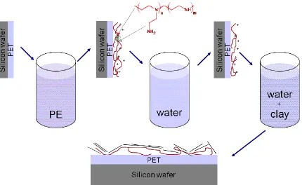 Figure 3.7. Schematic representation of polyelectrolyte adsorption on PET flake surface with subsequent clay platelet adsorption