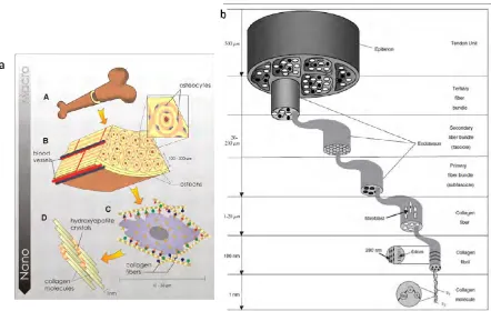 Figure 2.1 Multi-unit structures contributing to the development of different types of tissue from the nano- tomicro- or macroscale