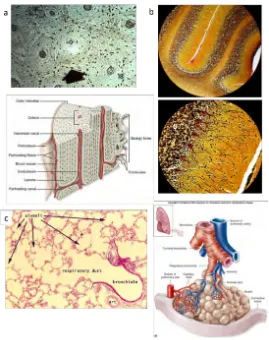 Figure 2.2 Cell and ECM structure relates to the tissue function. (a) Dense, highly-organized columns inwhile demonstrating some structural stratiﬁcation, has less rigid structural orientation than bone