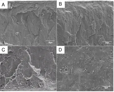 Figure 4.1: SEM images of the cross-sections of the films of modified PP A) 1.0 wt % B) 1.5 wt % C) 2.0 wt % and D) 4.0 wt % of GMA added 