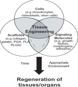 Figure 2.2 – The tissue engineering triad12 