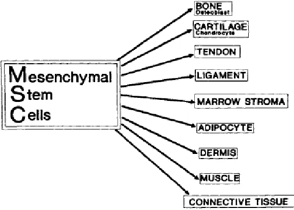 Figure 2.3: Mesenchymal stem cells phenotype 