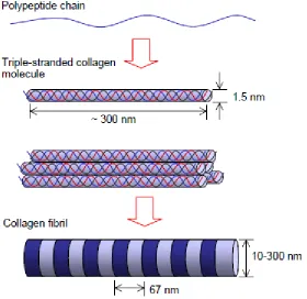 Figure 2.13: Schematic diagram of Type I collagen fibril structure77