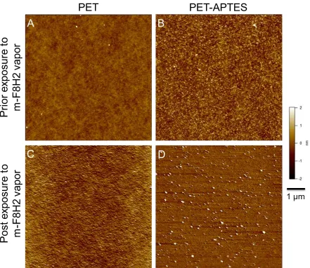 Figure 3.4 : AFM image of virgin PET (A, top left), APTES treated PET (B, top right), virgin PET exposed to mF8H2 vapor (C, bottom left), and PET-APTES exposed to mF8H2 vapor (D, bottom right)