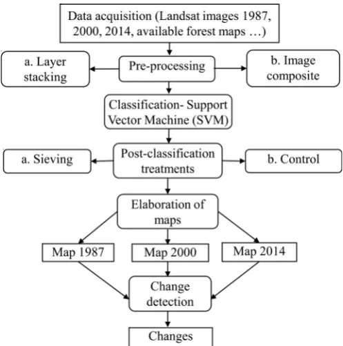 Figure 2. Methodology for analyzing forest dynamics. 