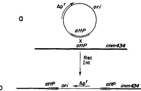 FIGURE 7.-Construction Bar phenotype analysis. Plasmid derivatives of  pBR322, 