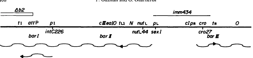 FIGURE 8,"Transcription through ,.sites. Transcripts (wavy lines) from antitermination mediated by The map is not drawn to scale