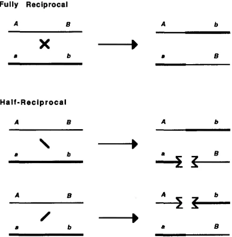 TABLE 1 Bacterial strains 