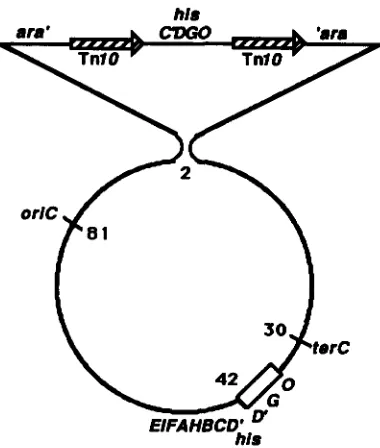 FIGURE 3,“Circle capture at between direct order homologies (TnlO elements) within a single chromosome generates  a  free excised circle of change events give rise to prototrophic (His+) recombinants