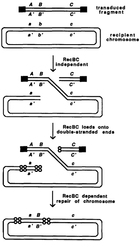 FIGURE dependent transductional recombination. joined of the RecBC enzyme. The initial recombination event The ends of a transduced fragment are capped (represented by reciprocal; whereby one arm for with a double strand break at the  donor  site,  providi