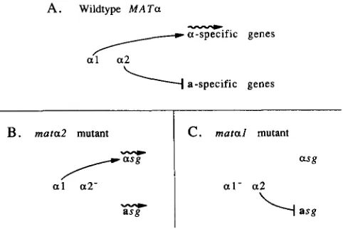 FIGURE 1 See text and  Table with arrowheads indicate stimulation specific genes sion  of genes that are controlled by the two products of shown for wild-type these genes are not a- matal terminal bars indicate inhibition of gene expression