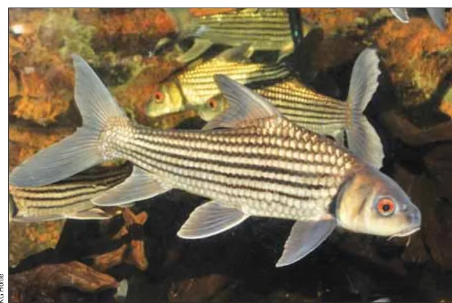 Figure 3. Jullien’s barb (Probarbus jullieni), one of several migratory fish speciescommon near the proposed Xayaburi Dam.