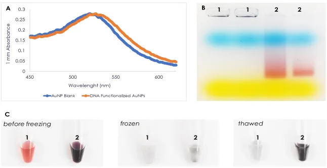 Figure 3.2 Characterization of AuNPs. There was a slight shift in the SPR peak of the functionalized AuNPs as compared to the 