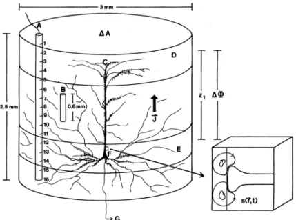 Figure 2.2: A macrocolumn containing up to 10 6 neurons, with one pyramidal cell shown explicitly
