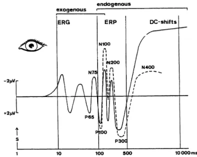 Figure 2.7: Schematic time course of averaged event-related responses to visual stimuli