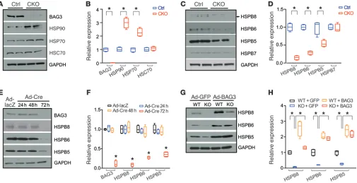 Figure 2. BAG3 deficiency leads to the downregulation of protein levels of sHSPs. (A–D) Representative immunoblots (A and C) and quantification analysis (B and D) of BAG3, HSP90, HSP70, HSC70 (A and B), and HSPB5, -6, -7, and -8 (C and D) in adult cardiomy