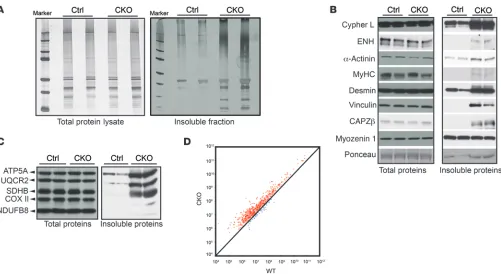 Figure 3. BAG3 deficiency leads to increased levels of a subset of insoluble proteins