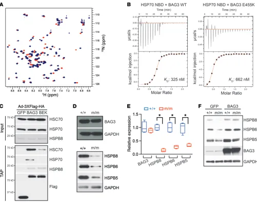 Figure 5. The interaction between BAG3 and HSP70 is critical for sHSP stability. (A) Overlay of WT (blue) and E455K-mutant (orange) BAG3 domain 1H15N heteronuclear single-quantum correlation (HSQC) spectra