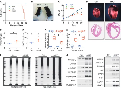 Figure 6. Amino acid E455 is critical for BAG3 function. (homozygous mice (m/m) compared with littermate control (+/+) mice at 20 days of age