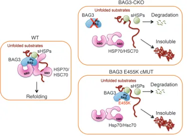 Figure 7. Model for mechanisms underlying cardiomyopathy in BAG3 mutants. WT BAG3 plays a critical role in the formation of multi-chap-erone complexes and the stability of sHSPs, maintaining the PQC of BAG3 complex substrates and normal heart function