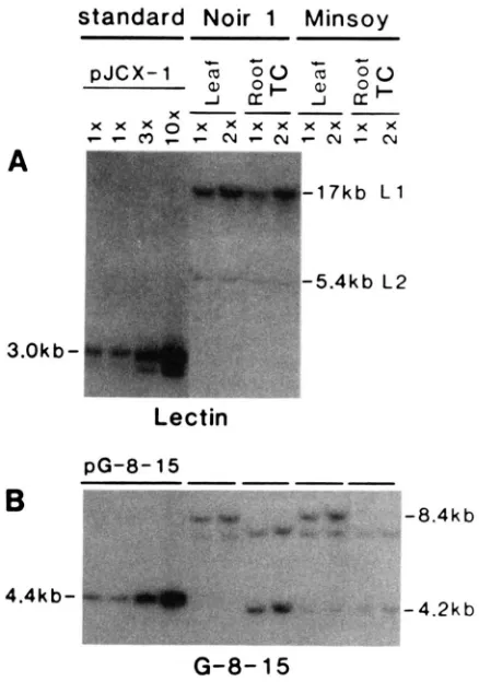 FIGURE ‘Noir 1’ plants (see contain 5 ag (1X) and 10 pg (2X) of DNA. XbaI region of the lectin gene; (length of fragment/l.81 function