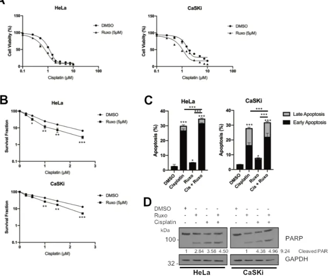 Figure 8. JAK2 inhibition sensitises HPV+ cervical cancer cells to cisplatin-induced apoptosis