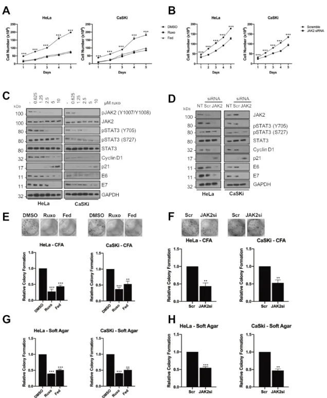 Figure 2. JAK2 is required for STAT3 phosphorylation and proliferation in HPV+ cervical cancer cells