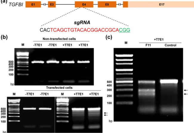 Fig 1. Evaluation of the sgRNA/Cas9-mediated TGFBI modifications in LESCs. (a) Schematic diagram of the TGFBI partial protein coding region and the locus targeted by the sgRNA/Cas9 complex