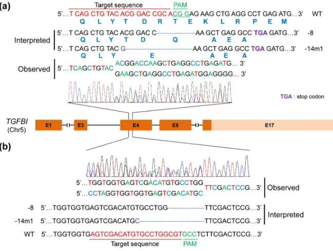 Fig 2. Insertion/Deletion (indel) analysis for the F11 single LESC clone. Sanger sequencing of gPCR products spanning exon 4 of TGFBI and containing the TGFBI sgRNA target site to identify indels in the F11 single LESC clone