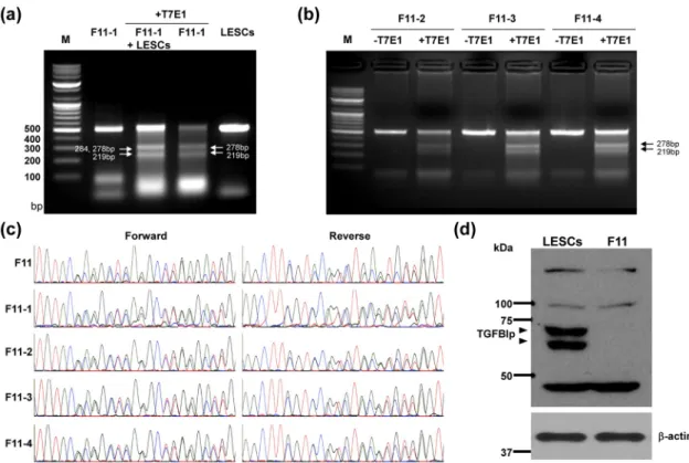 Fig 3. Validation of TGFBI knockout LESCs. (a, b) The F11 LESC clone was single-cell cultured in 96-well plates, and individual subclones were allowed to reach 80% confluency, with media changes every 2 days