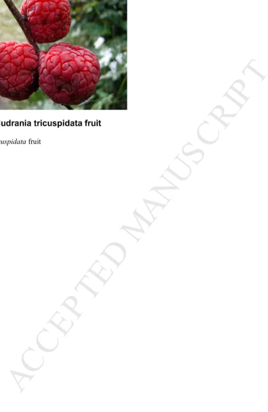 Fig. 1. C. tricuspidata fruit   
